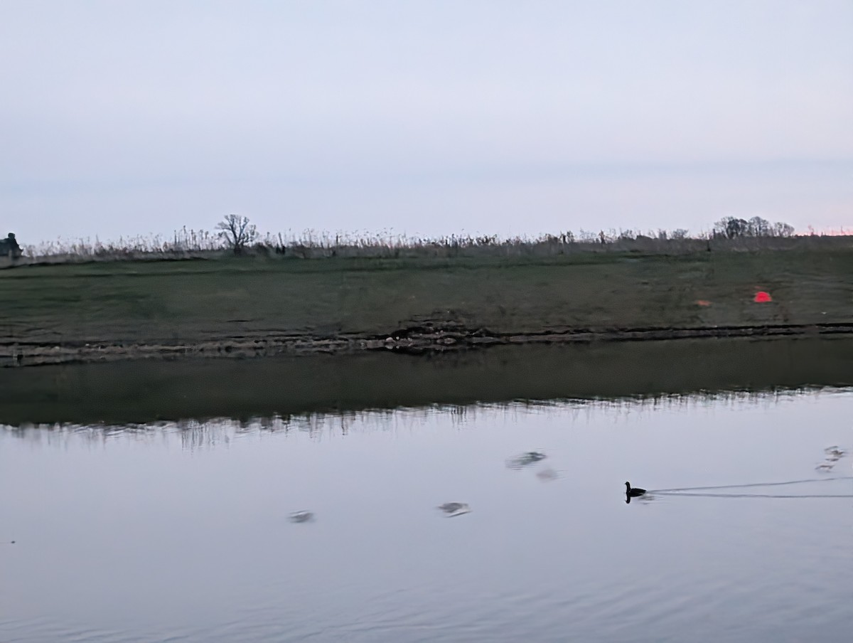 American Coot - ML646206009