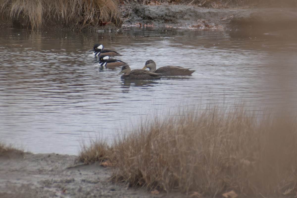 Ahate iluna - ML646206018