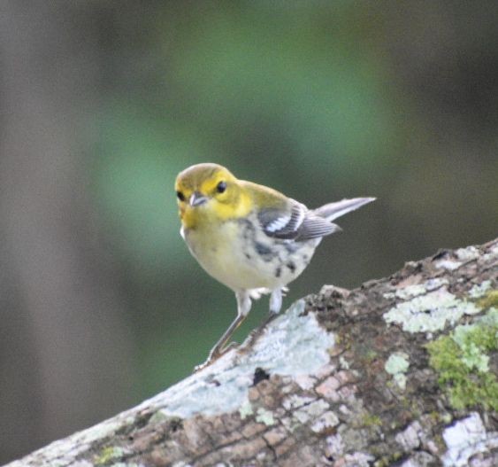 Black-throated Green Warbler - ML646206020