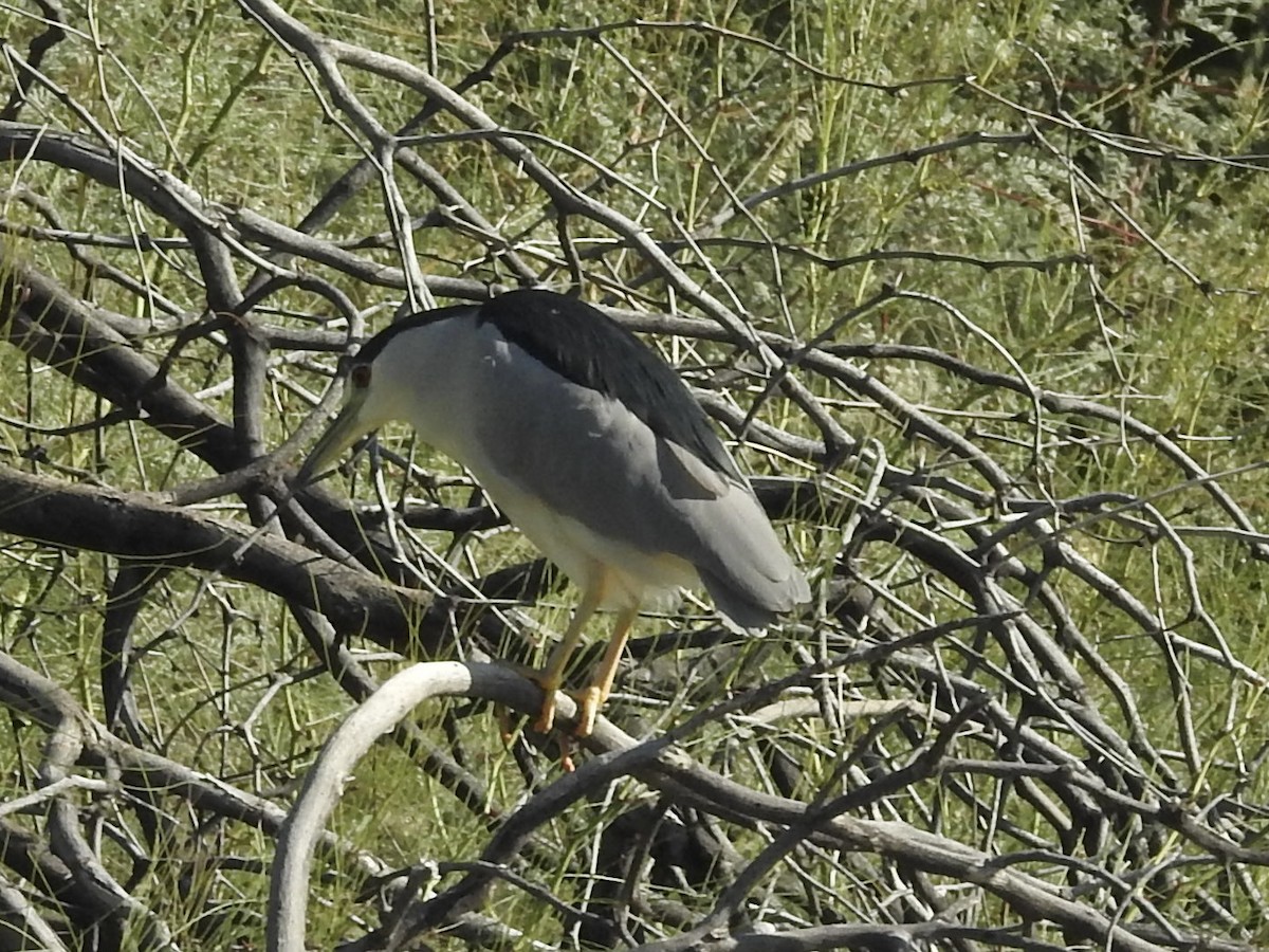 Bihoreau gris - ML646206022