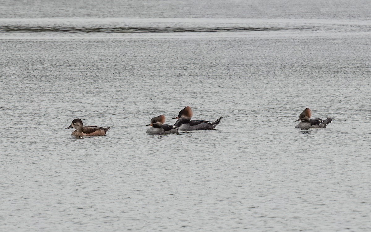 Hooded Merganser - ML646206023