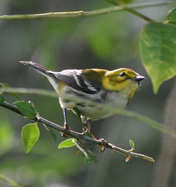 Black-throated Green Warbler - ML646206025