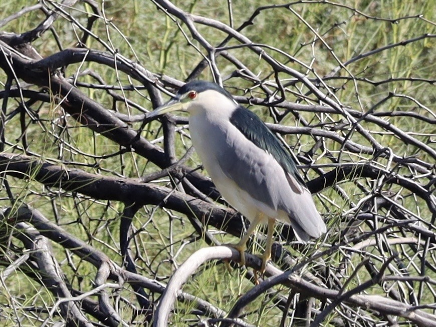 Bihoreau gris - ML646206027