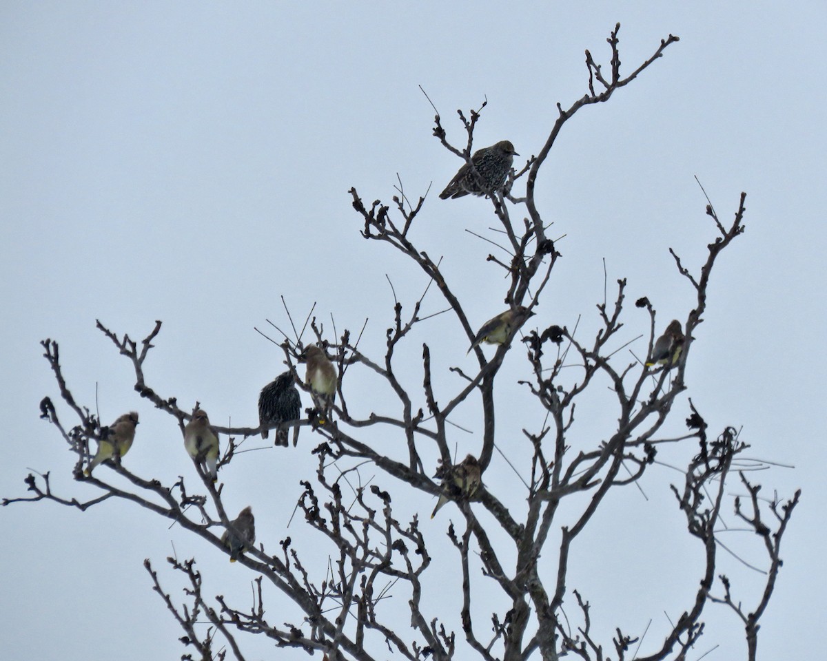 Cedar Waxwing - ML646206028