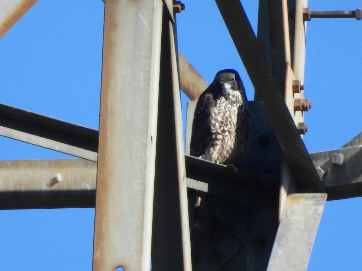 Peregrine Falcon - ML646206031