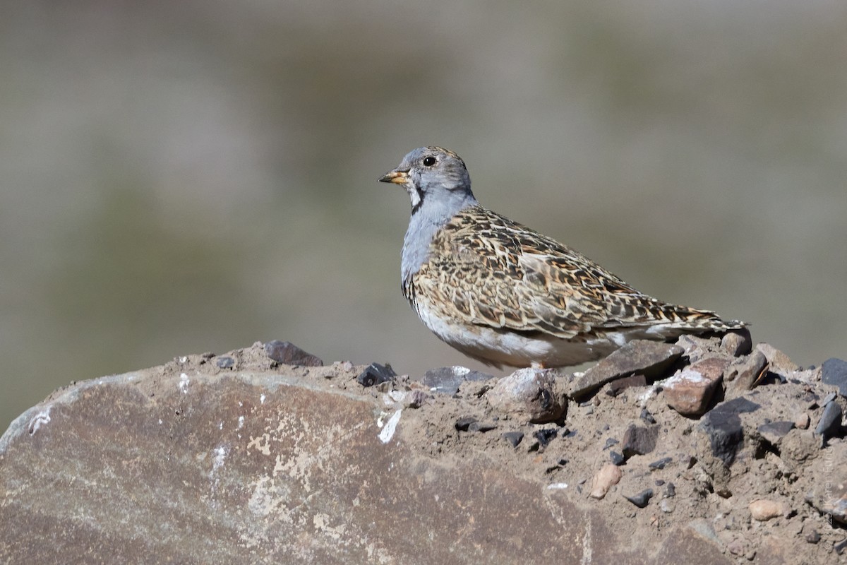 Gray-breasted Seedsnipe - ML646206033
