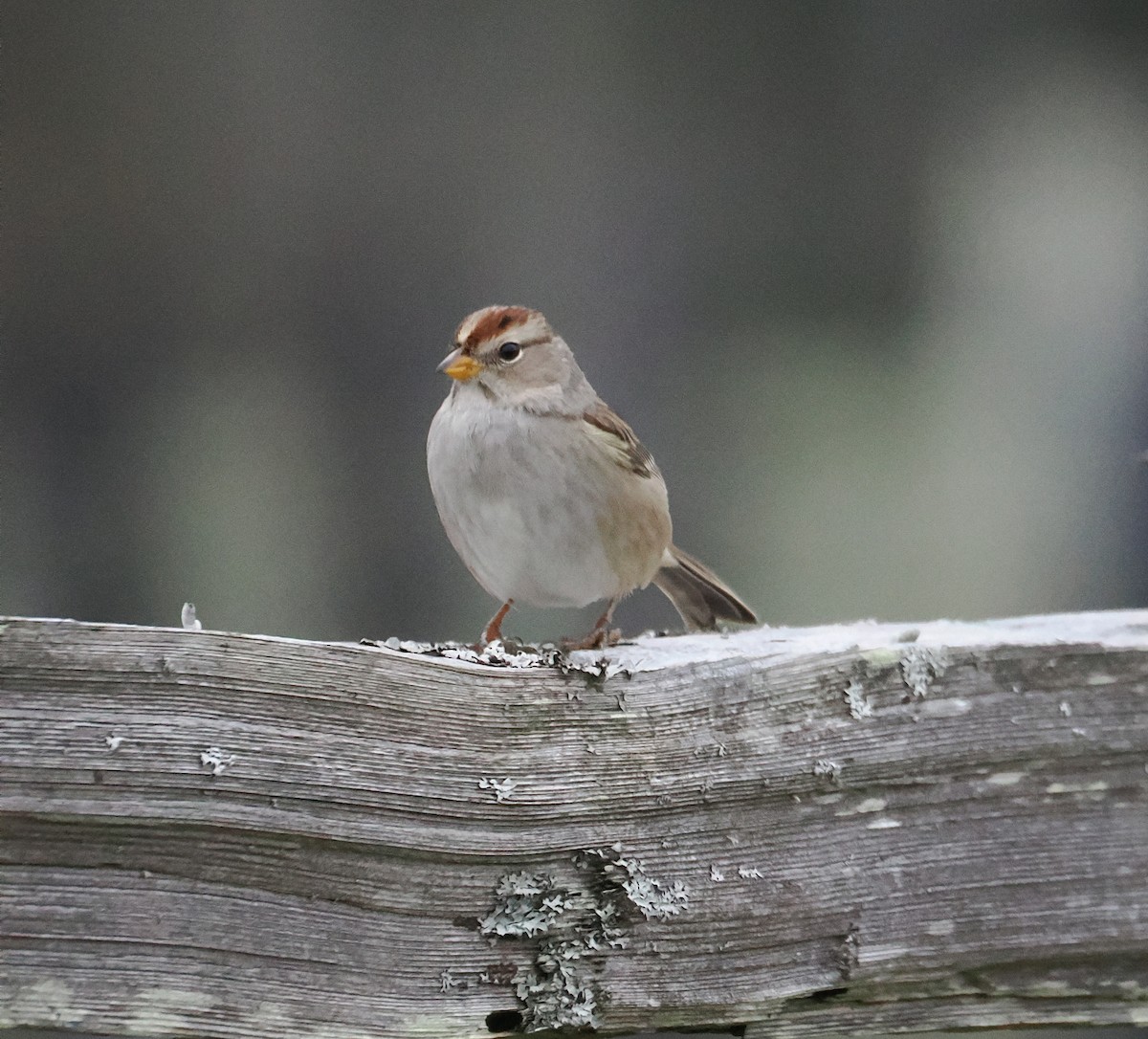White-crowned Sparrow - ML646206040
