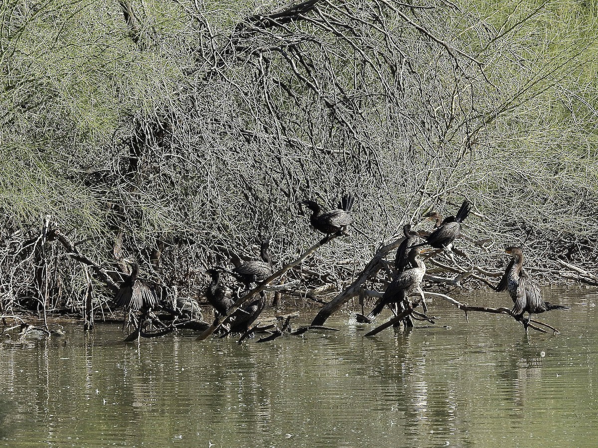 Double-crested Cormorant - ML646206044