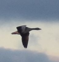 Graylag Goose - ML646206045