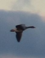 husa velká - ML646206046