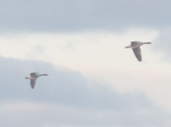 husa velká - ML646206048