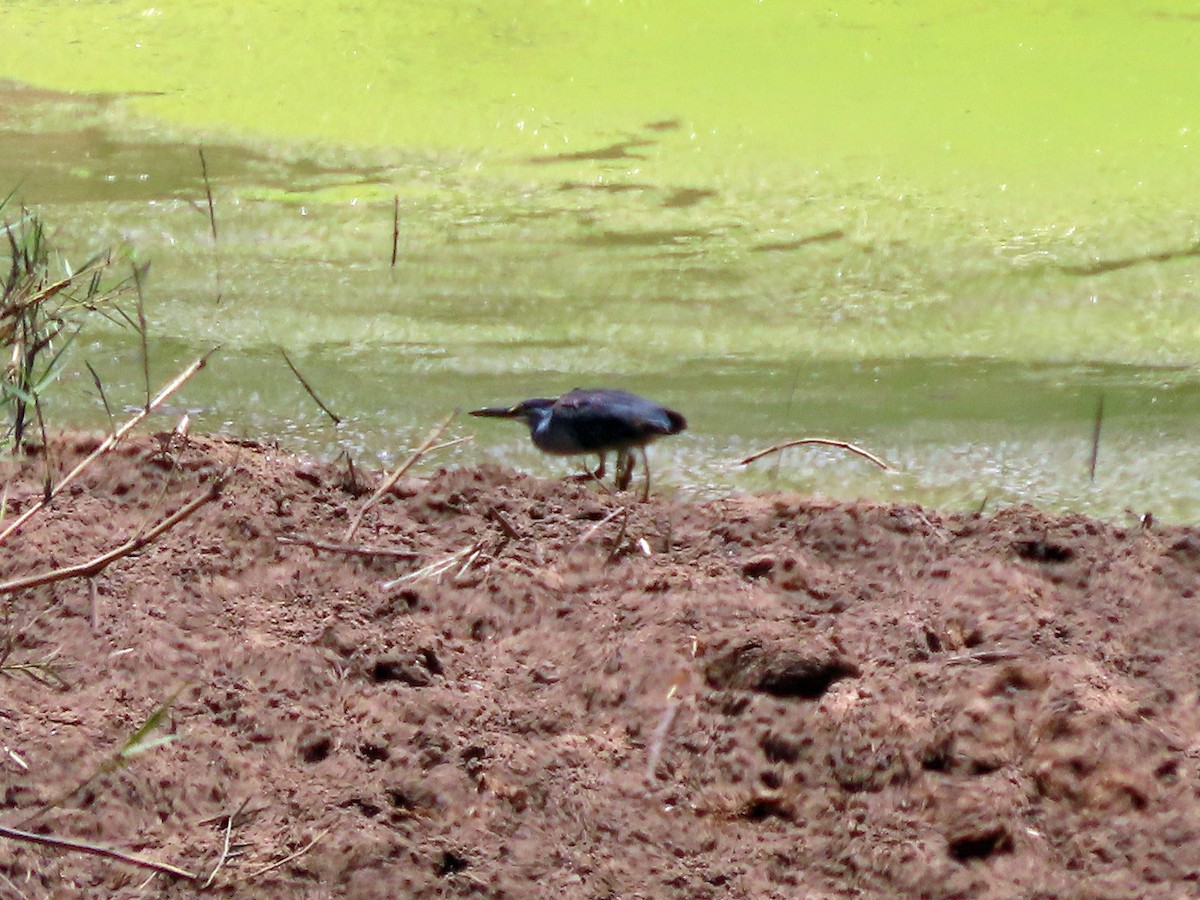Little Heron - ML646206050