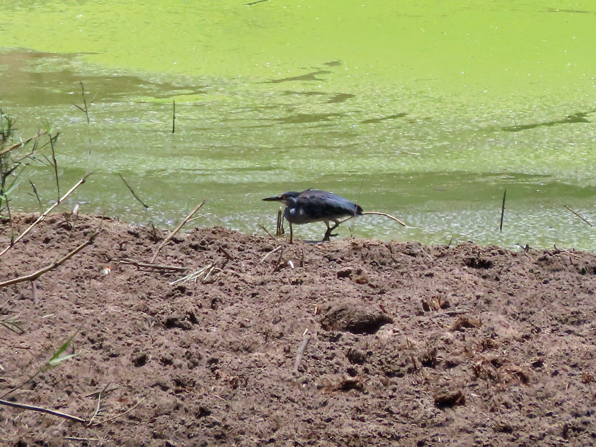 Little Heron - ML646206051
