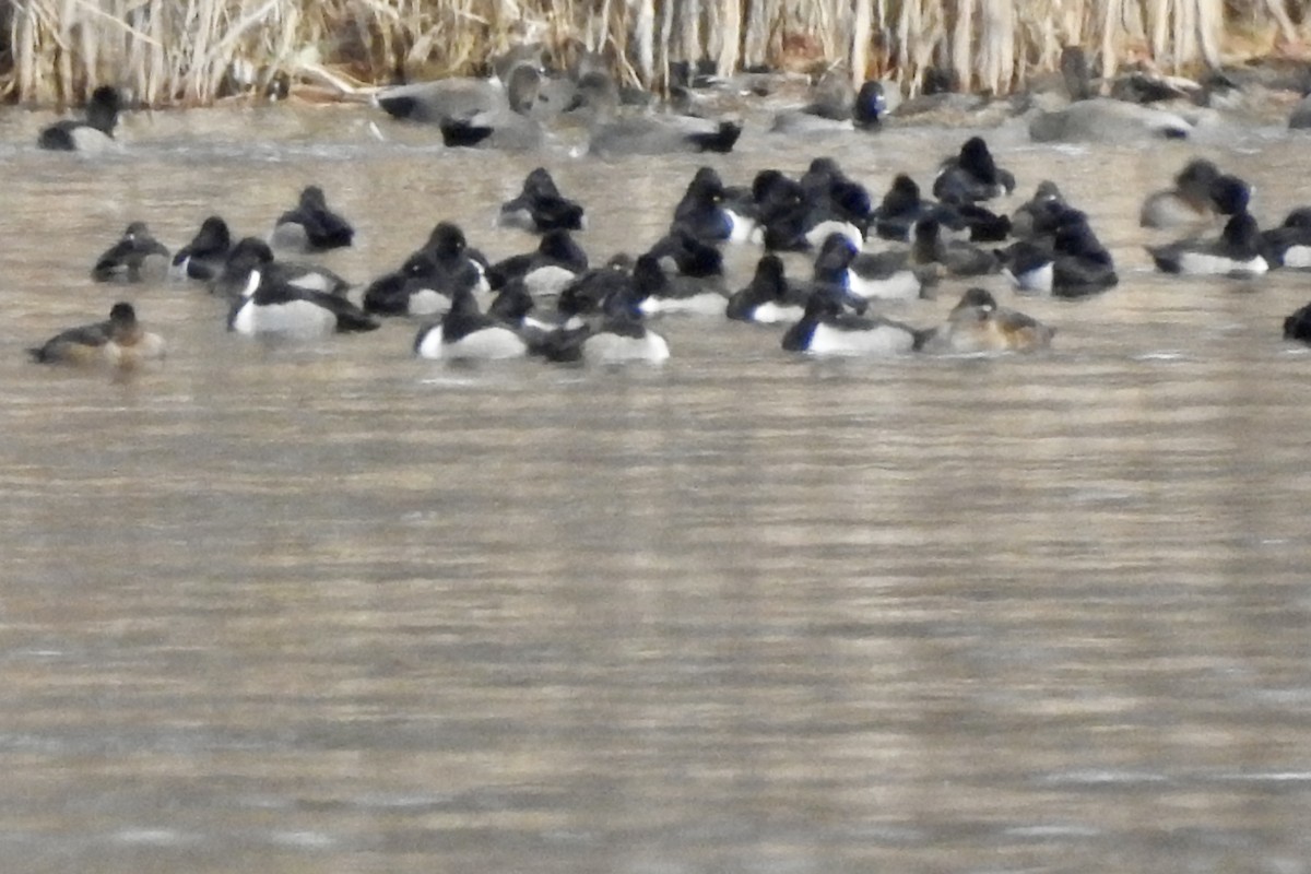 Porrón Acollarado - ML646206052