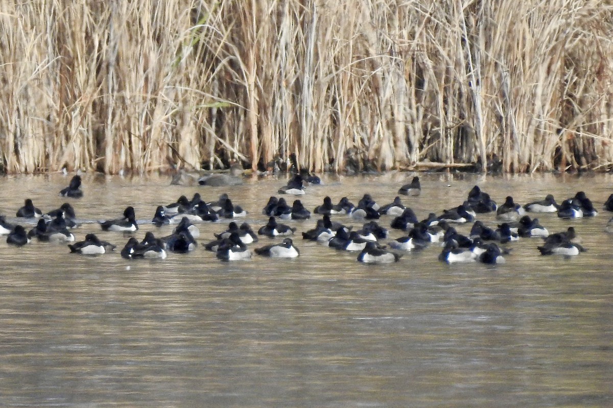 Porrón Acollarado - ML646206053