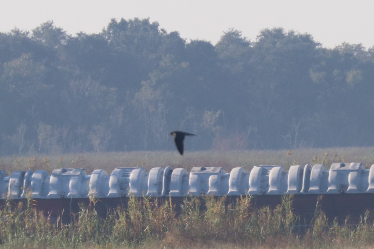 Peregrine Falcon - ML646206054