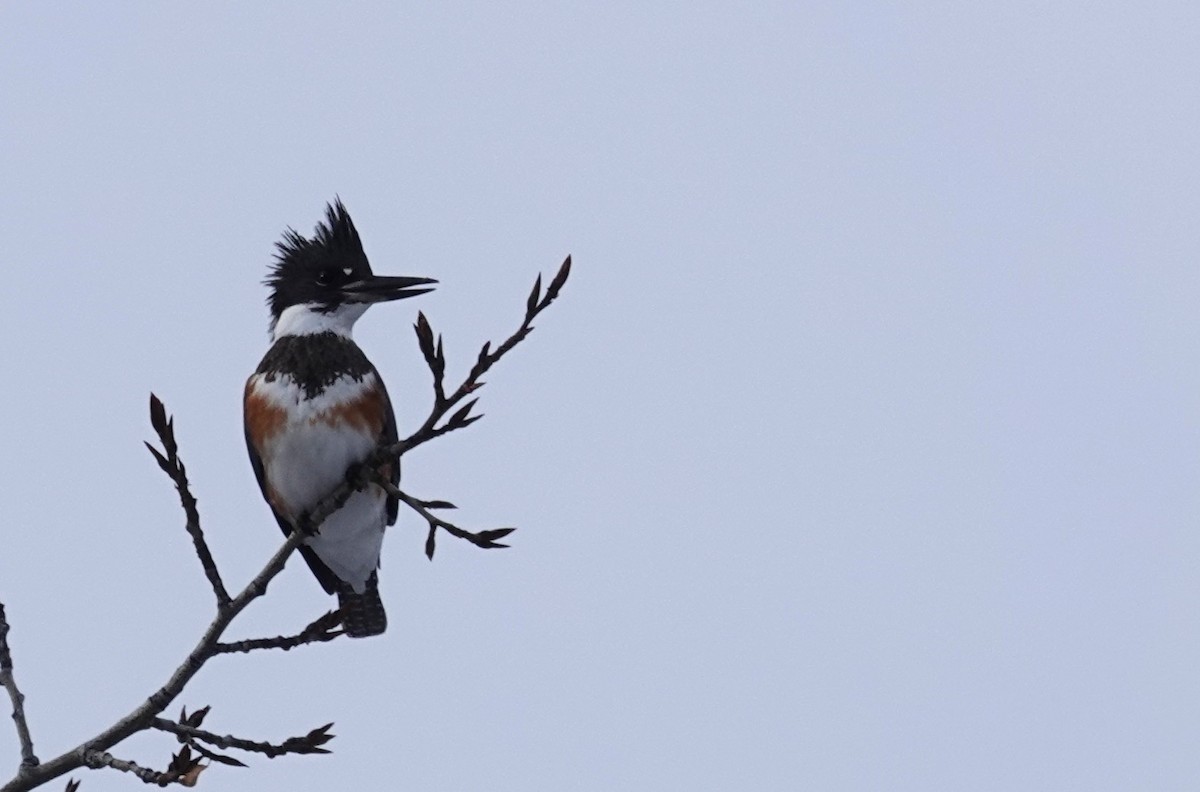 Belted Kingfisher - ML646206057