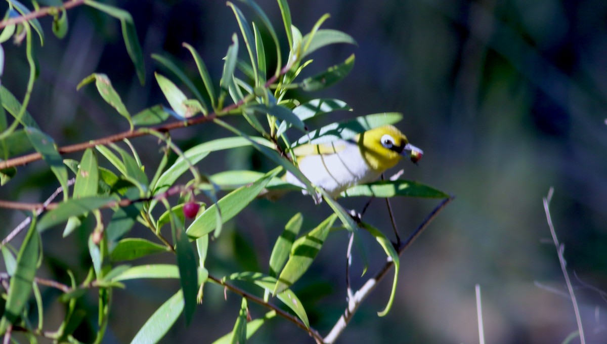 Silvereye - ML646206060