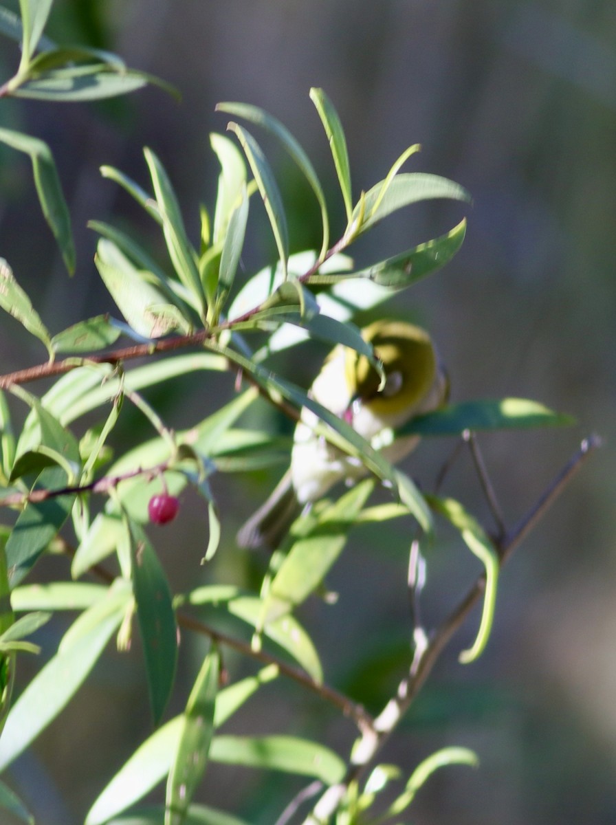 Silvereye - ML646206061