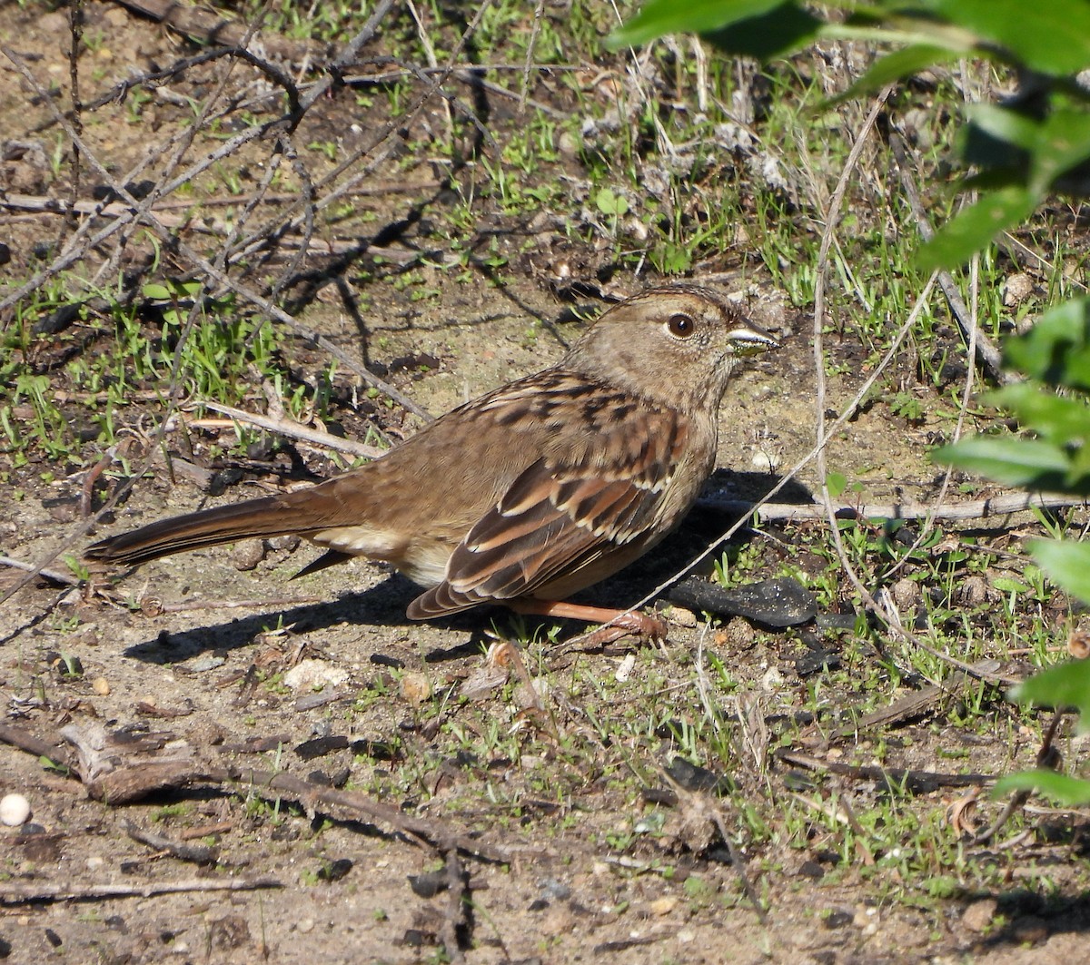 Golden-crowned Sparrow - ML646206063
