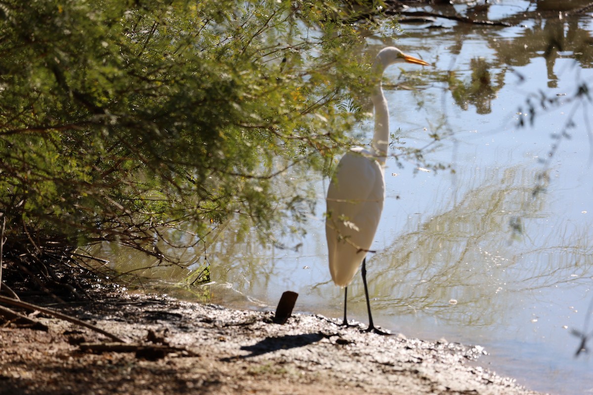 Great Egret - ML646206069