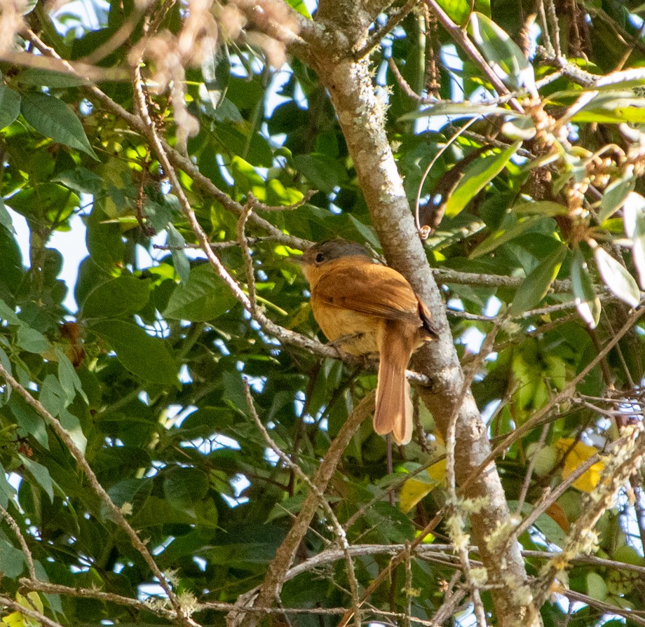 Chestnut-crowned Becard - ML646206070