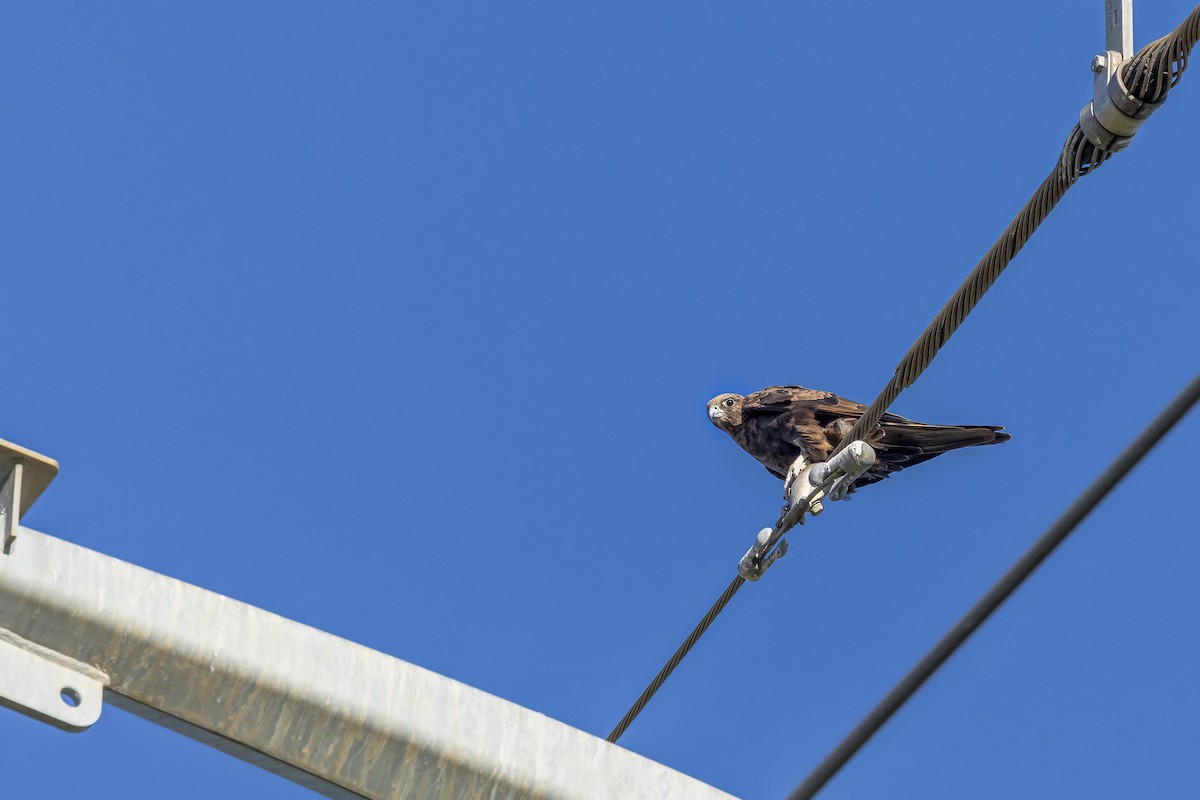 Black Falcon - ML646206071