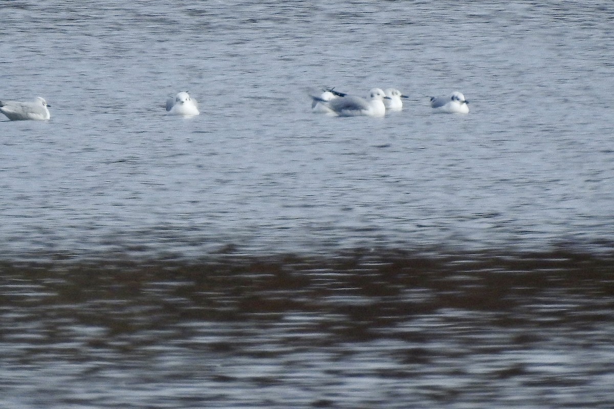 Bonaparte's Gull - ML646206072