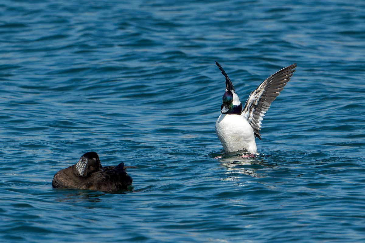 Bufflehead - ML646206073