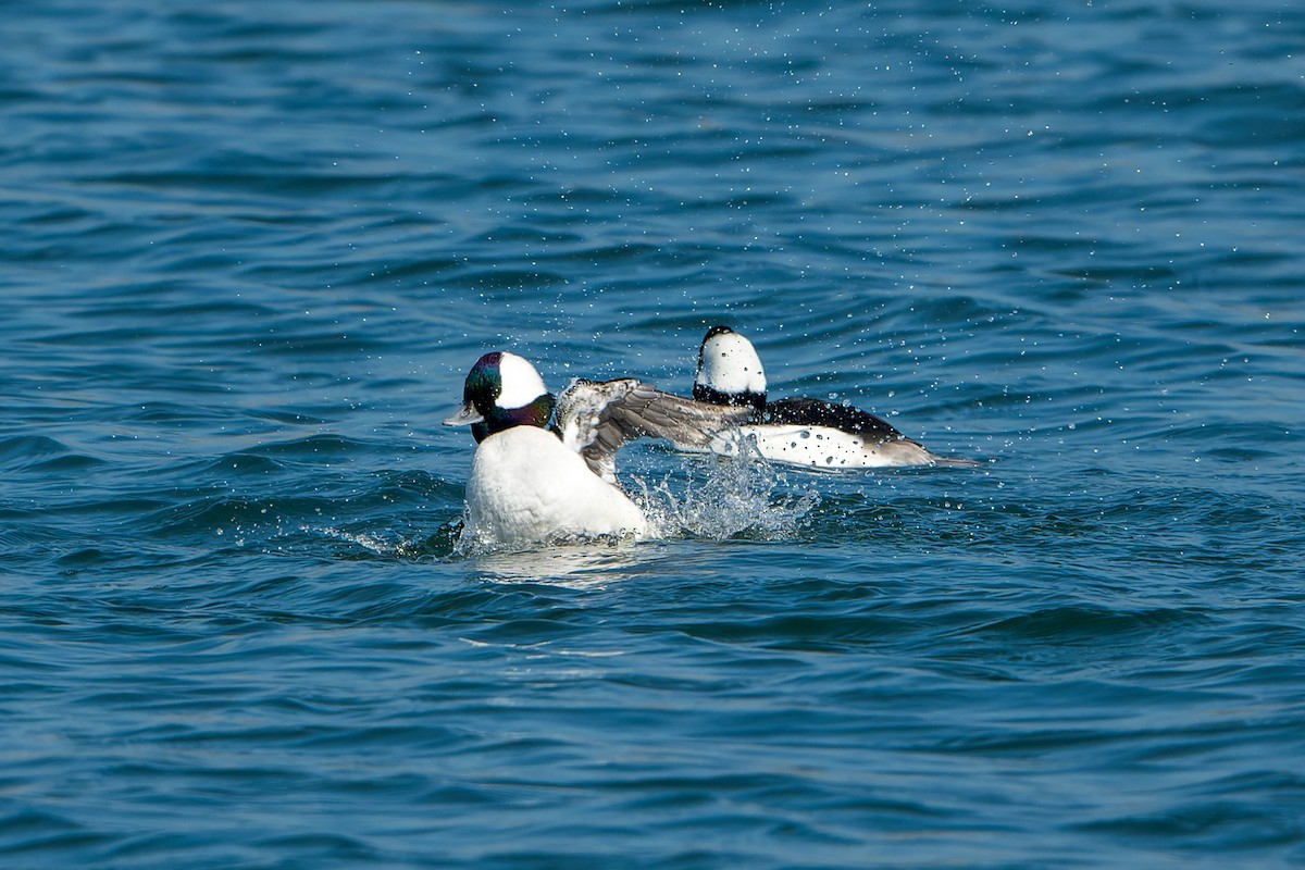 Bufflehead - ML646206074