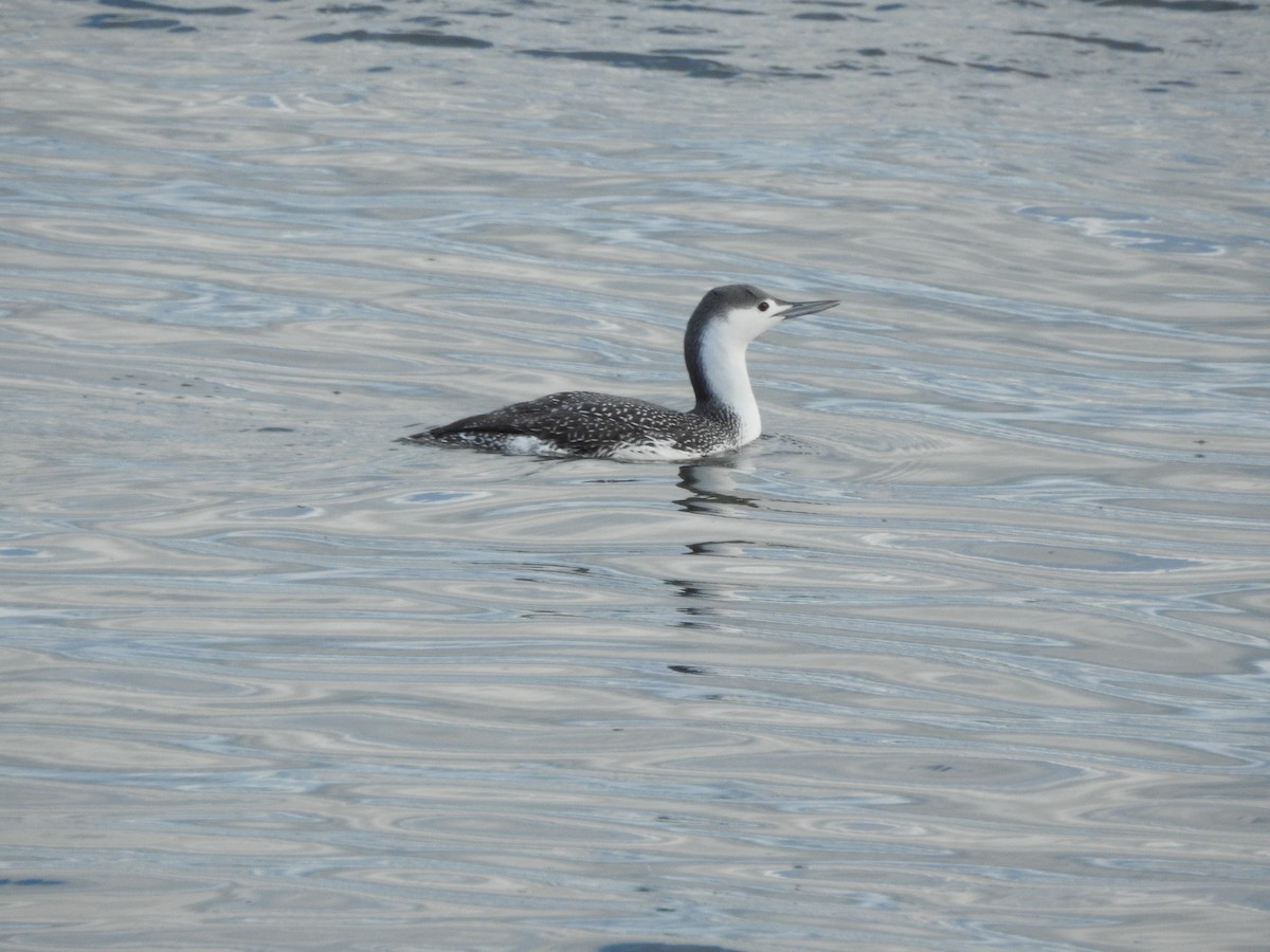 Red-throated Loon - ML646206075