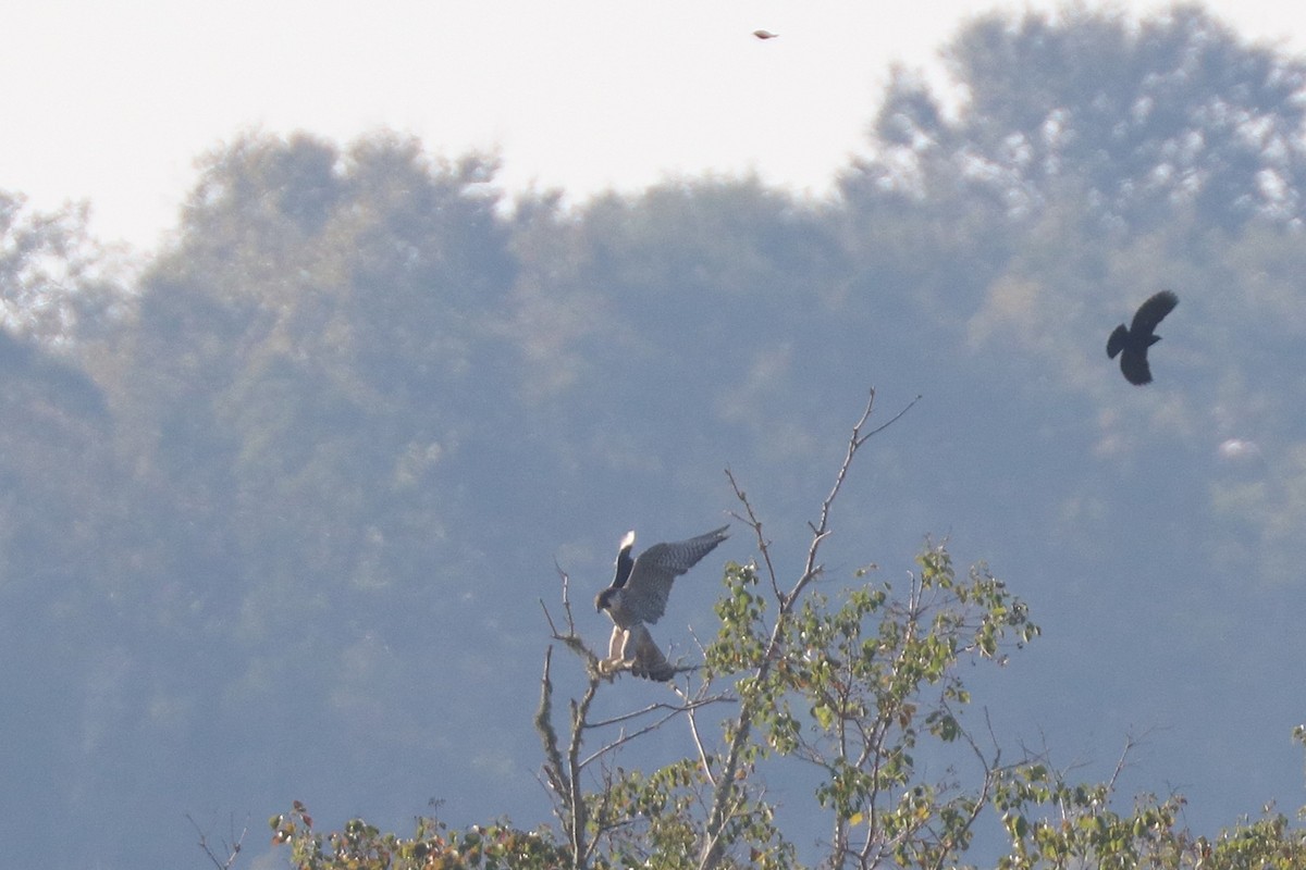 Peregrine Falcon - ML646206077