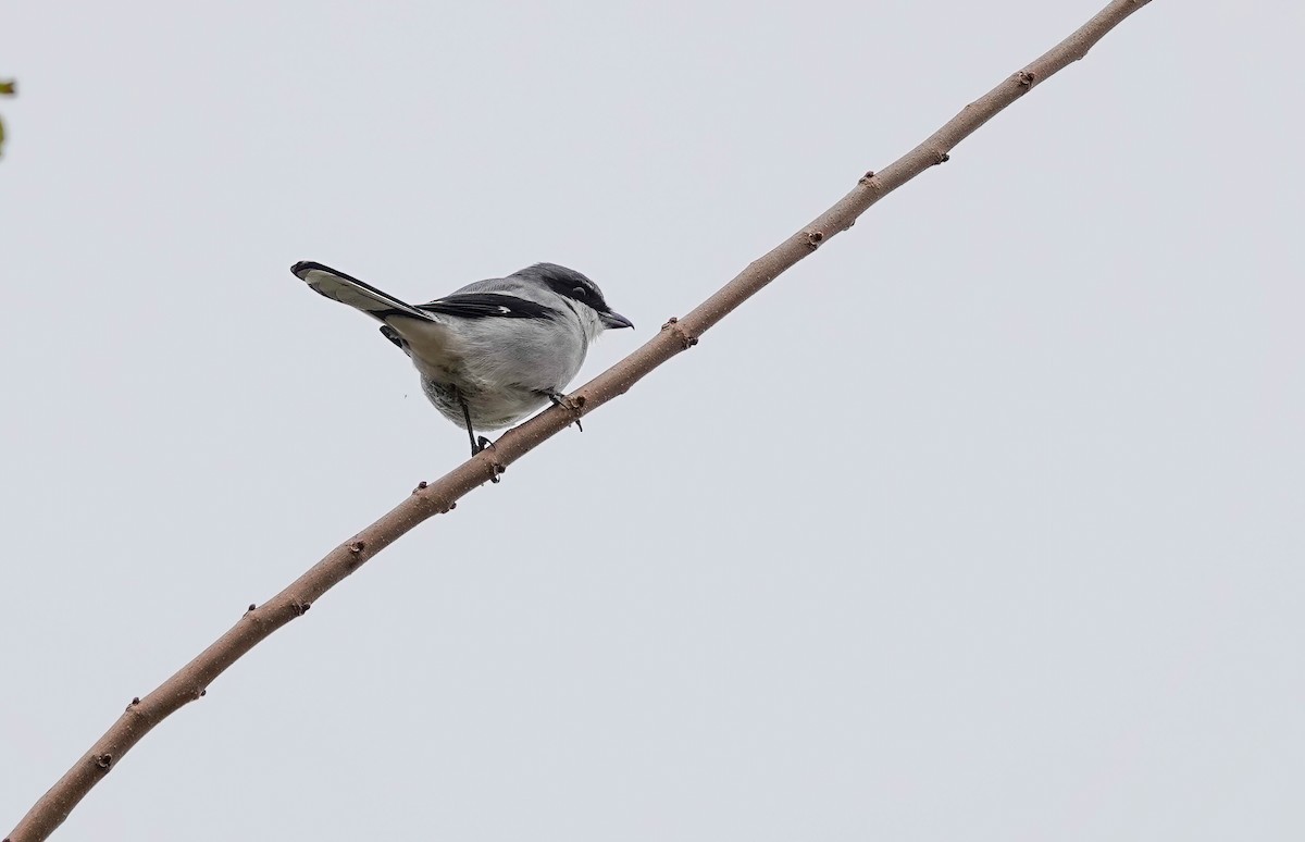 Loggerhead Shrike - ML646206078