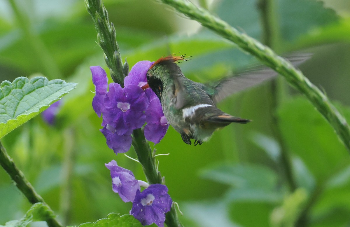 チャカザリハチドリ - ML646206089