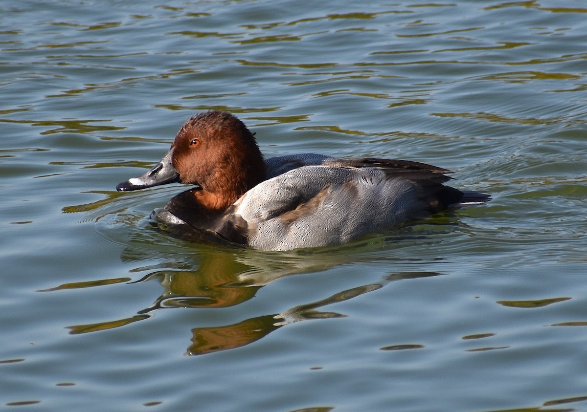 Common Pochard - ML646206094