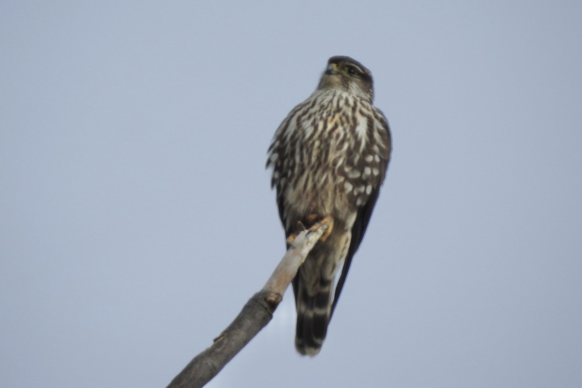 Smeriglio - ML646206096