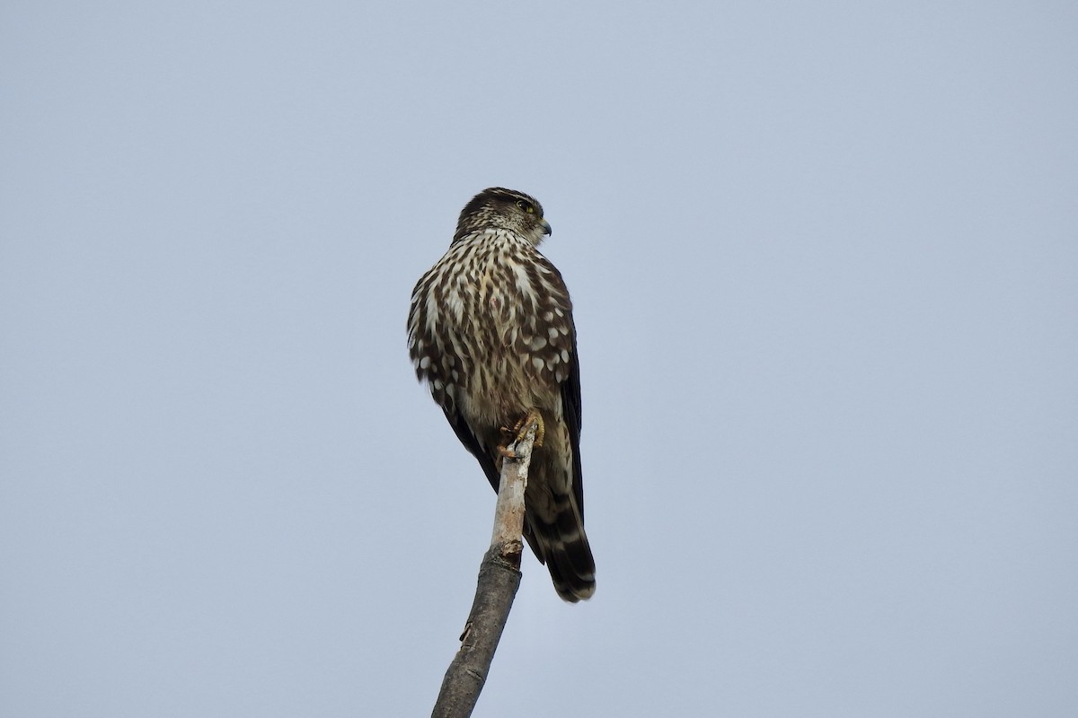 Smeriglio - ML646206097