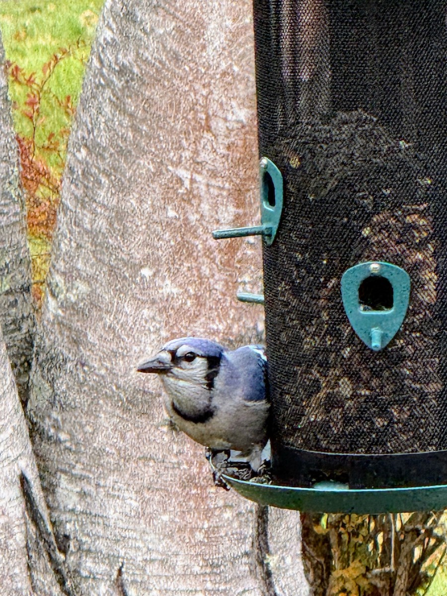 Blue Jay - ML646206102