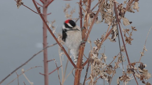 Downy Woodpecker - ML646206103