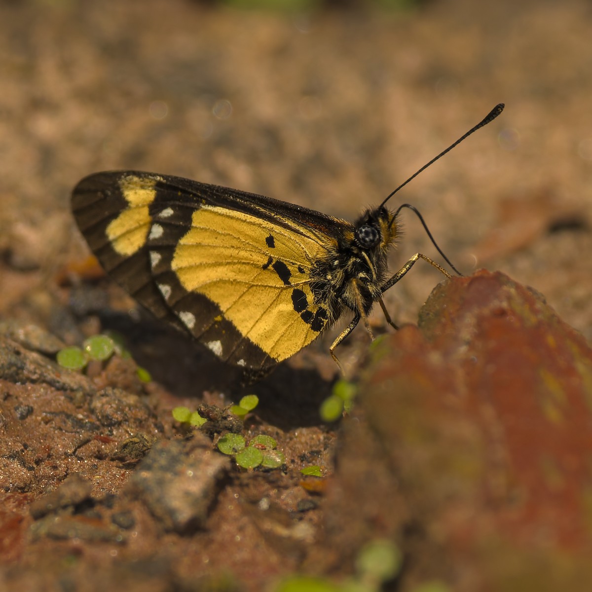 Tiny Acraea - ML646206111