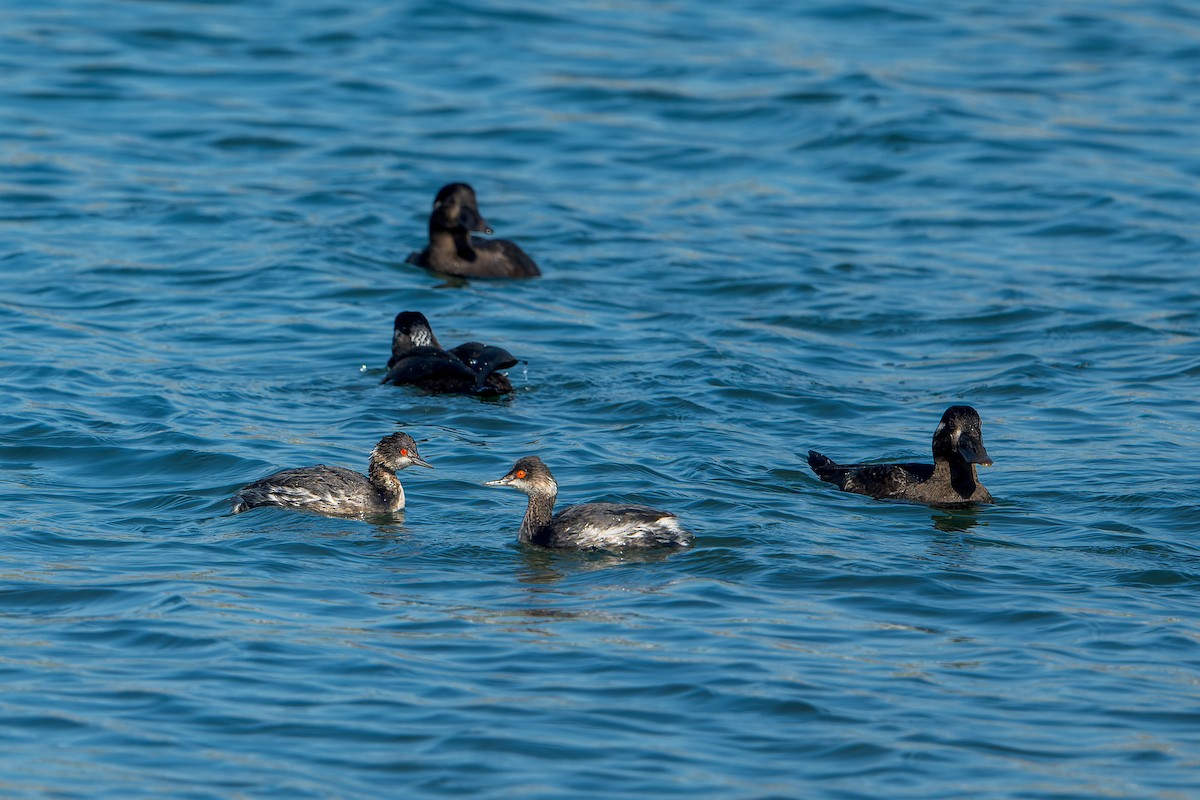 potápka černokrká - ML646206117