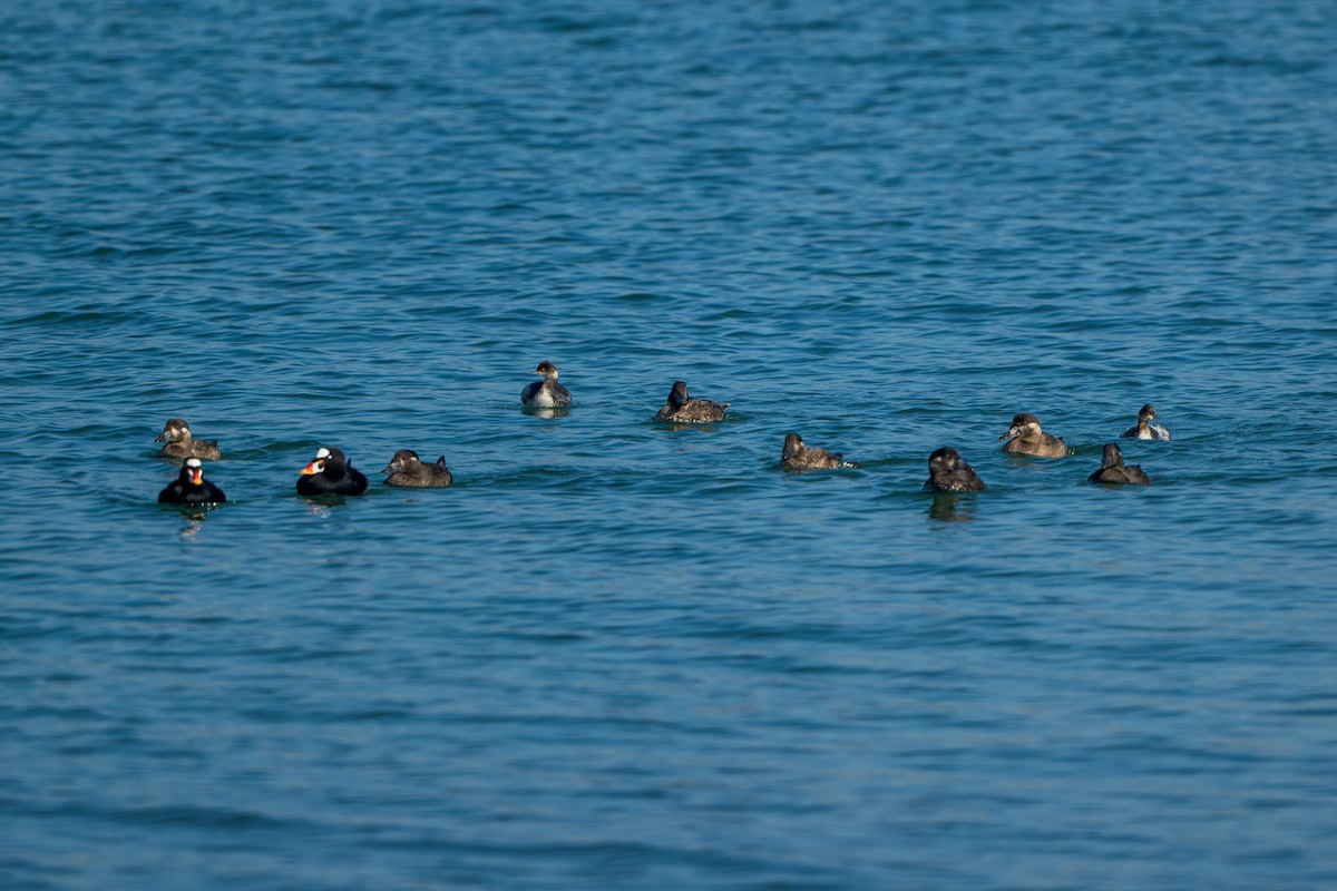 potápka černokrká - ML646206119