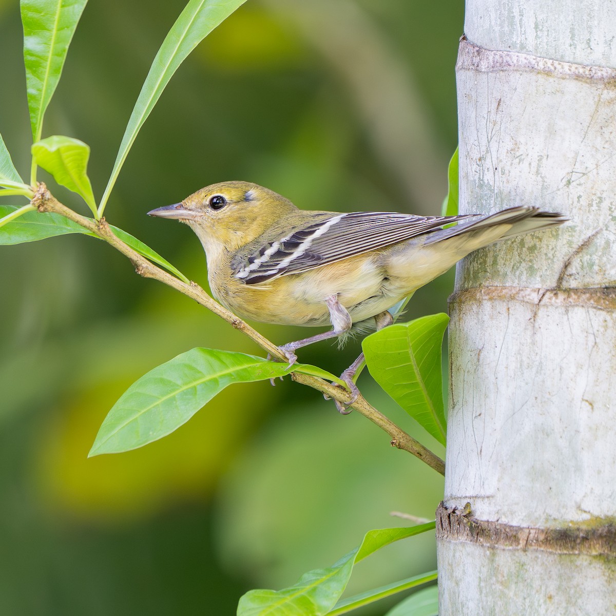Bay-breasted Warbler - ML646206127