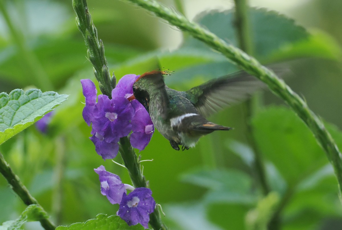 チャカザリハチドリ - ML646206129