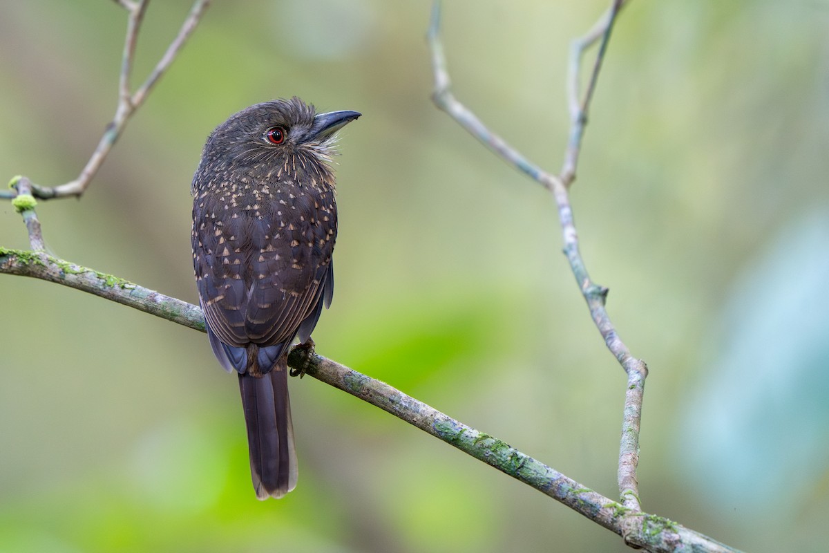 White-whiskered Puffbird - ML646206139