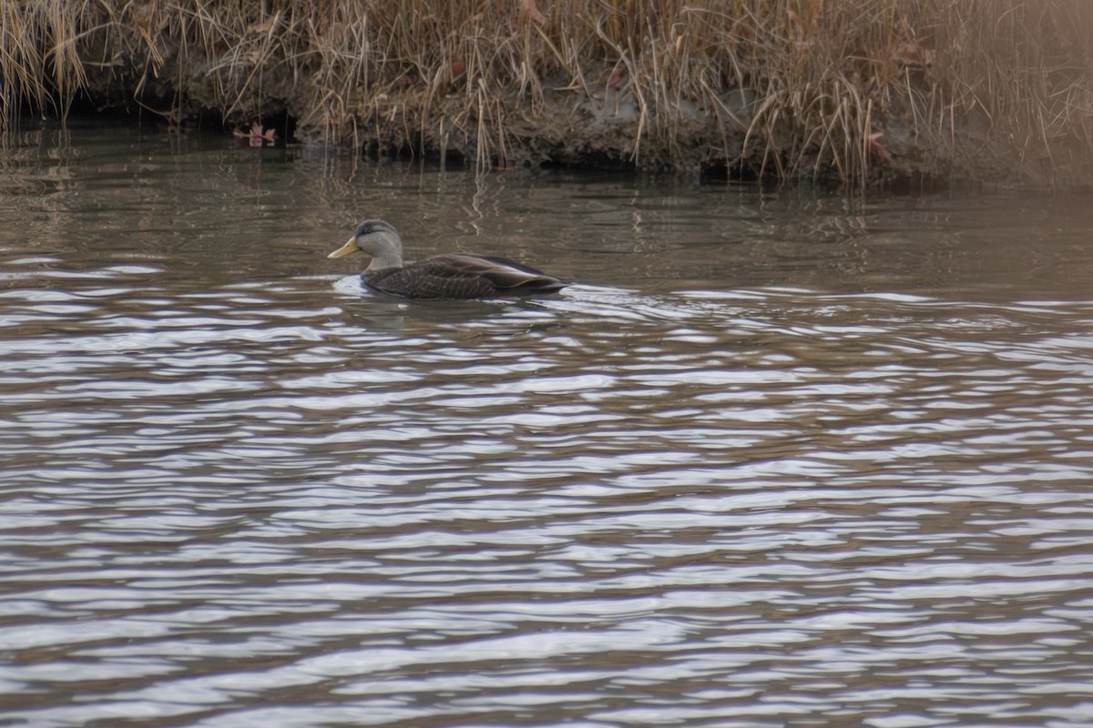 Ahate iluna - ML646206140