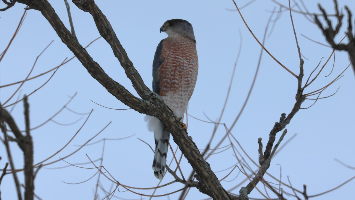 クーパーハイタカ - ML646206141