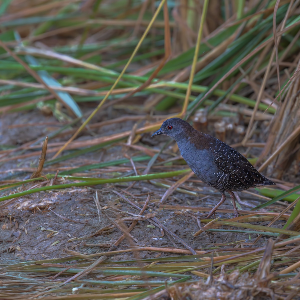 Black Rail - ML646206142