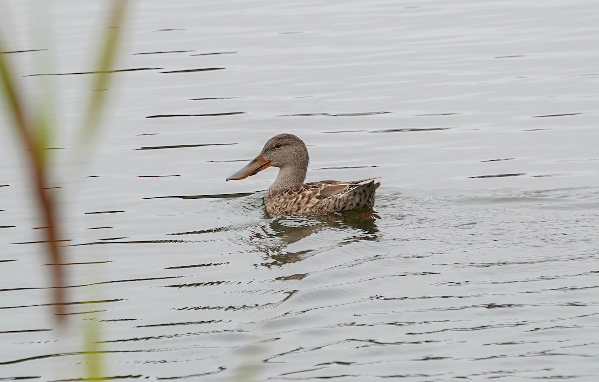 Northern Shoveler - ML646206152