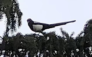 Black-billed Magpie - ML646206154